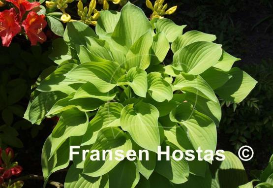 Hosta Paradise Goldheart